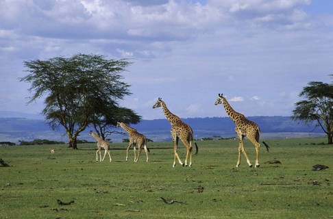 Giraffe (Giraffa camelopardalis)