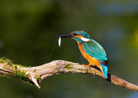 Successful dive (Alcedo atthis)