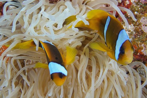 Red sea anemonefish (Amphiprion bicinctus)