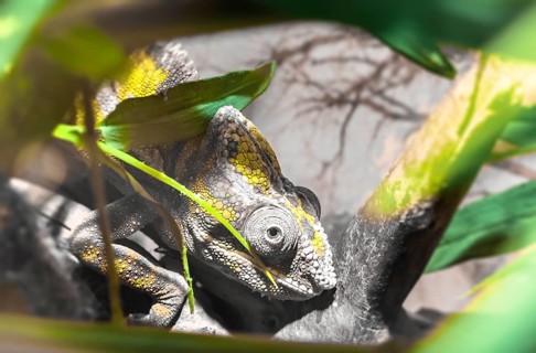 Panther chameleon (Chameleon Furcifer Pardalis Ambilobe), endemic reptile of Madagascar