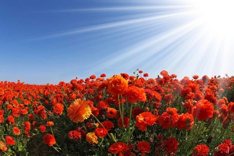 The sparkling sun rays illuminate a large field of blooming orange and white buttercups. Photo