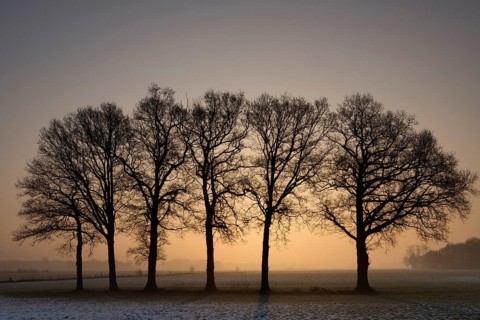 Row of trees at sunset near the Dutch village Holten in the province Overijssel