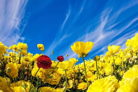Lush yellow garden buttercups ranunculus in a kibbutz field with a magnificent carpet. Sea of
