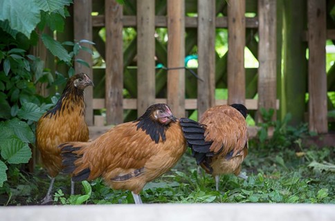 Vorwerk chickens in a garden in Hamburg, 2017