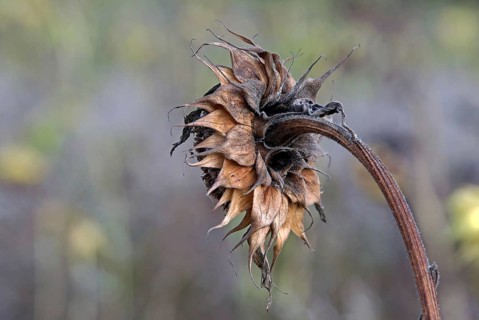 Wilted sunflower