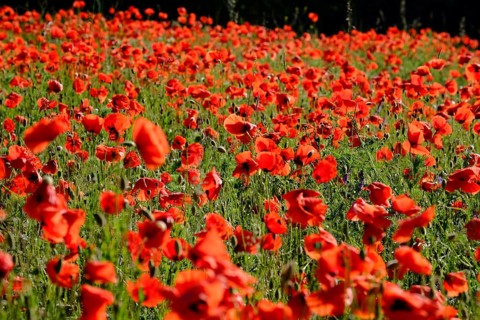 Poppy, poppy seed, papaver