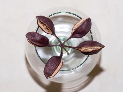 Dried out seeds