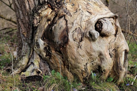 Baumstruktur, die ein mystisches, menschenähnliches Holzgesicht simuliert