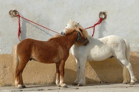 White and chestnut coloured pony, tethered, grooming