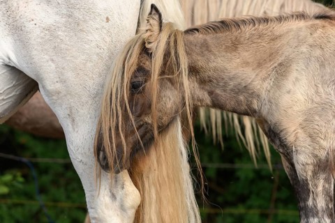 Draft Horse portrait in a pasture in the french country