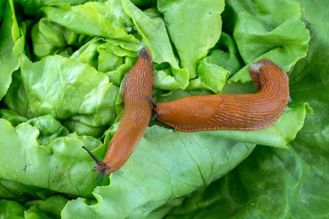 A slug in the garden eats a lettuce leaf. Snail plague in the garden