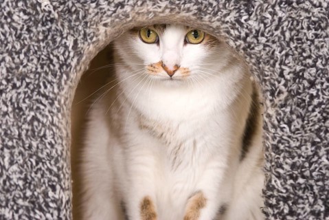 Cat peeking out from a cozy, grayish textured shelter