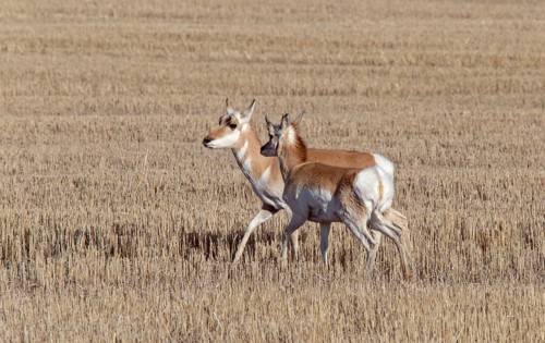 Prairie Pronghorn Antelope In Spring Saskatcherwan Canada