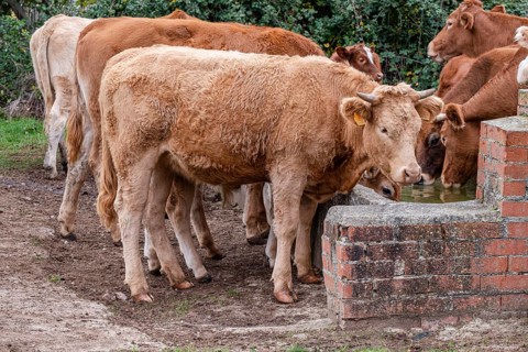 Herd of cows and calves at a waterhole, Santo Domingo de Silos, Burgos province, Spain