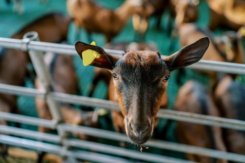 Brown goat leaned out from behind a fence on a farm. Portrait.