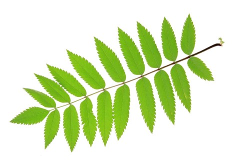 Rowan (Sorbus aucuparia) one leaf isolated against a white background Rowan leaf (Sorbus aucuparia)
