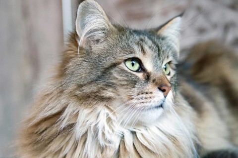Maine Coon cat, portrait, pedigree cat, animals, mammals, resting, Maine-Coon, pet, domestic cat,