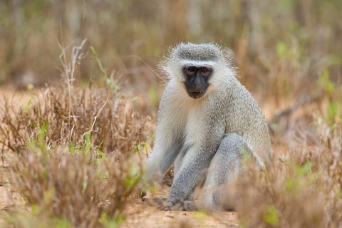 Vervet Monkey, (Chloroebus pygerythrus), vervet monkey, monkey, monkeys, primate, primates, family
