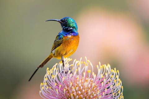 Orange-breasted sunbird (Anthobaphes violacea), Nectarinia violacea, Orange-breasted Sunbird,
