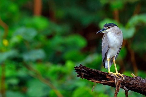 Black-crowned black crowned night heron (Nycticorax nycticorax), Bihoreau gris, HÈron bihoreau,