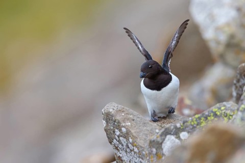 Cory's Grebe, Plautus alle, Dovekie, Little Auk, Mergule nain, MÈrgulo atl-ntico, Longyearbyen,