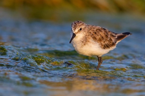 Little stint (Calidris minuta), Bécasseau minute, Correlimos Menudo, Kalloni Salt Pans, Lesvos,