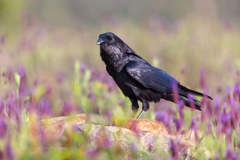 Raven, Common Raven, Raven, (Corvus cor), Grand Corbeau, Hides De Calera / Valley Hide, Calera Y