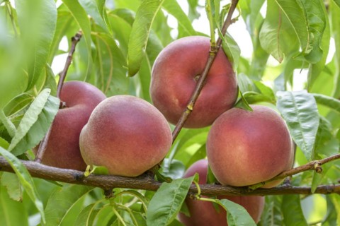 Peach (Prunus persica 'Irena'), Poysdorf, Lower Austria, Austria
