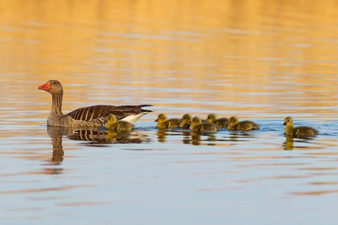 Greylag goose, Anser Anser, flight photo, side view, goose with seven chicks, gosling,