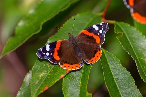 Red admiral (Vanessa atalanta), Pyrameis atalanta, butterfly, butterfly, insect, insects, (Aglais
