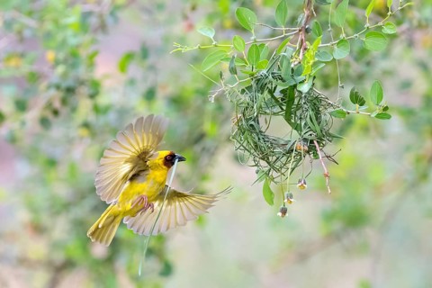 Ruppell's Weaver, Rueppell's Weaver, (Ploceus galbula), weaver bird building a nest, weaver birds,