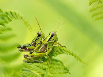 Green mountain grasshopper (Miramella alpina), Grasshopper, Green Mountain Grasshopper,