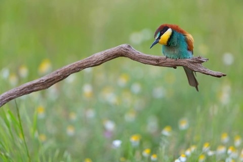 Bee-eater, (Merops apiaster), perch, individual, wild flowers, Tiszaalp-r, Kiskuns-gi National