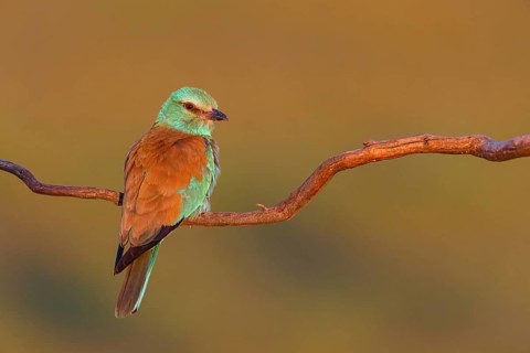 European roller (Coracias garrulus), on a perch