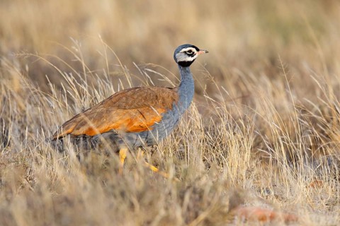 Blue bustard, (Eupodotis caerulescen), Blue Bustard, Blue Korhaan, Outarde plombée, Sisón azulado