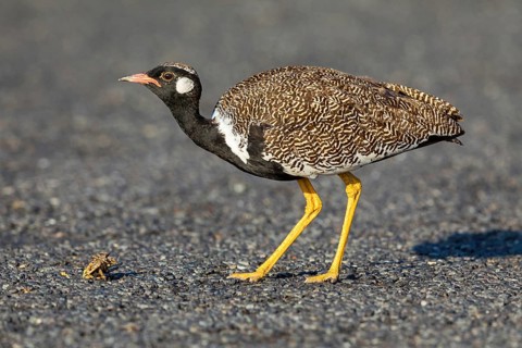 Black bustard (Afrotis afra), Afrotis atra, Eupodotis afra, Black Bustard, Southern Black Korhaan,