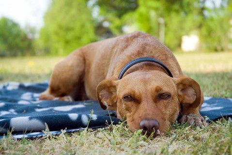 A brown dog laying outdoor