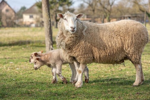 Ewe with her lambs in a meadow during springtime