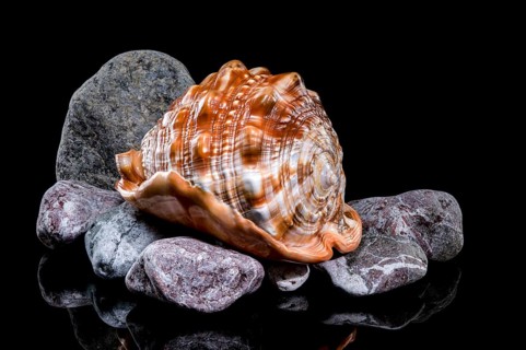 A polished Cypraecassis rufa shell resting on a bed of stones, showcasing its vibrant color and