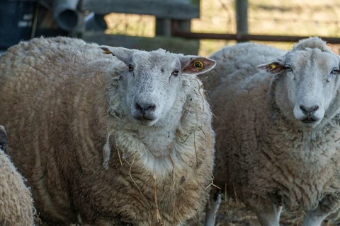 Close-up of a peacefully looking sheep in a stable, ramsdorf, münsterland, germany