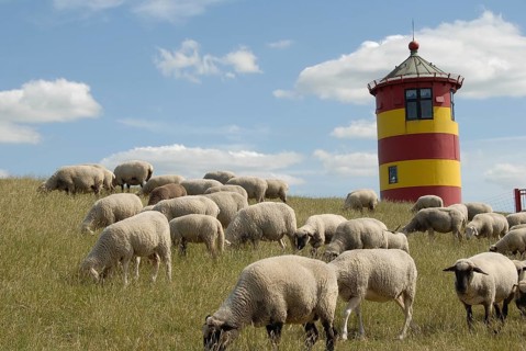 Flock of sheep on a hill with lighthouse and clear sky in the background, greetsiel, east frisia,