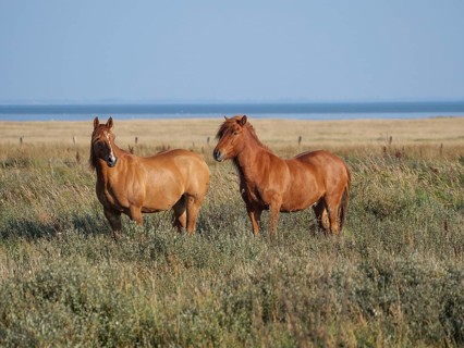 Two brown horses grazing on a wide meadow under a blue sky, juist, east frisia, germany