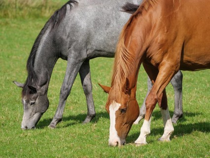 Close-up of two horses in a meadow, one brown and one grey grazing next to each other, Weseke,