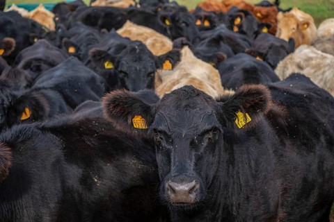Kühe in der Hitze, Bernedo, Alava, Baskenland, Spanien