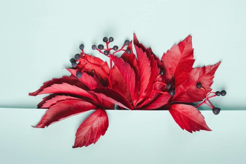 Bouquet of red leaves and blue berries of wild grapes on pastel blue background