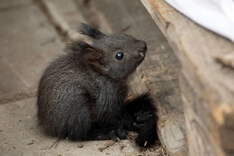 Squirrel (Sciurus vulgaris)