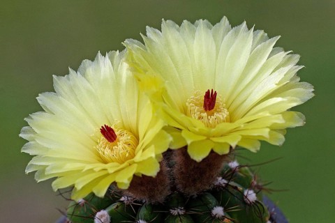 Parodia ottonis (Parodia ottonis)