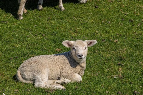 Sheep on the dyke, Beltringharder Koog, North Frisia, Schleswig Holstein, Germany