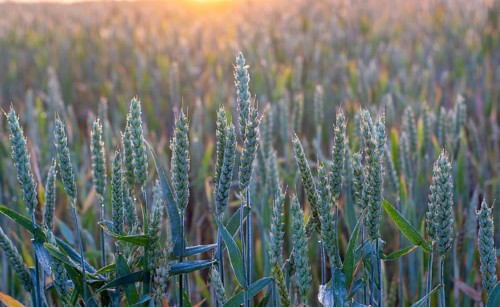 Green ears of wheat covered with dew, the contour light of the morning sun on the ears of bread