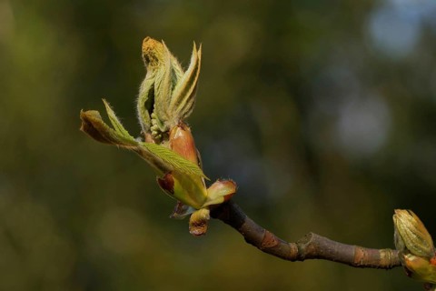 The bud of a horse chestnut unfolds in spring